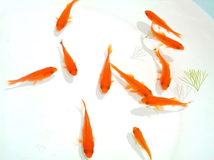 商品番号：1000 小赤(こあか) | 商品一覧 | 金魚すくいの用具・金魚の 